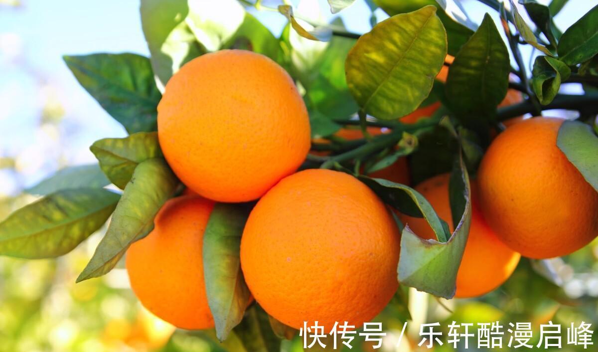 搅拌均匀|中秋来临，这8种“秋果”要多吃，家人团圆必备，降燥润肺两不误