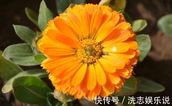 盆栽|喜欢养菊,不如养盆“金盏菊”,花色鲜艳夺目,花期长室内盆栽养