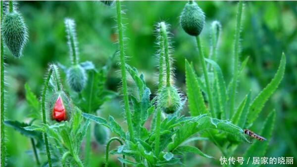 虞美人|还分不清虞美人与罂粟吗?来看看你到底种的是什么