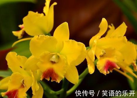 花期|12月份怒放的10种花,哪一种更好看