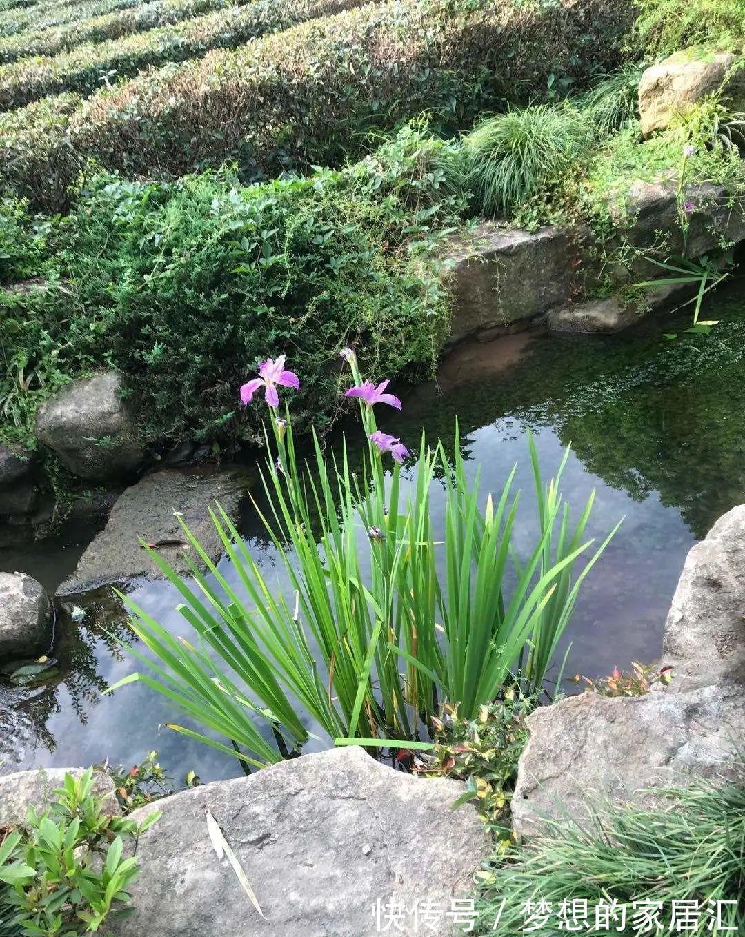 10种花太能喝水，一天一瓢水，7天爆满缸