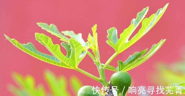 养殖|无花果又叫天仙果，营养丰富甜糯可口，很适合作为盆栽来养！
