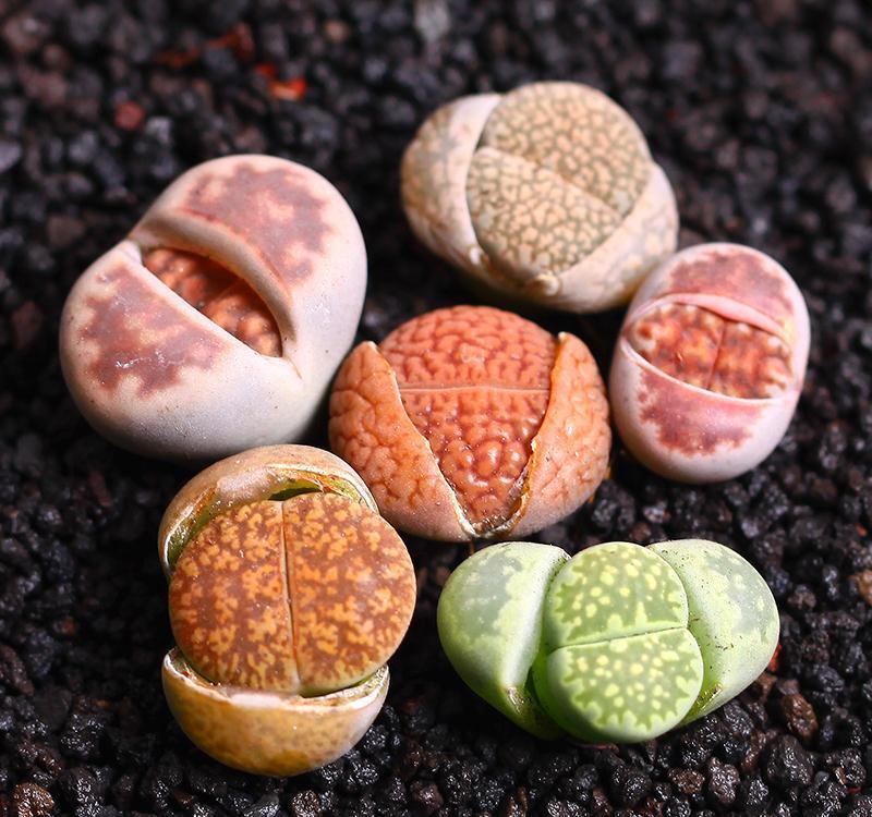 4种“招财肉”,个个有招财进宝的美好寓意,易养还好看