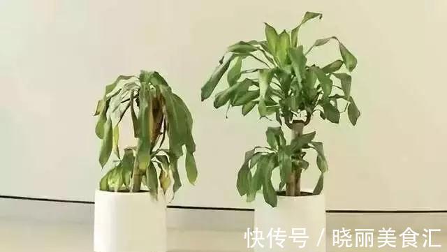 刚买的花说死就死，因为你没有做好这11点养花细节