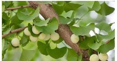 本草纲目|此种不起眼的果子,有祛痰、止咳、润肺、定喘等功效,早知早受益