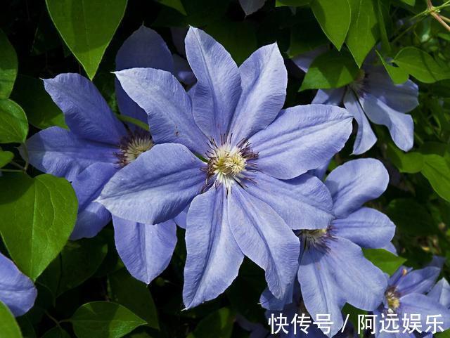 喜欢在家中养护花卉，就选5种花卉，花色鲜艳，花期长，优雅妖娆