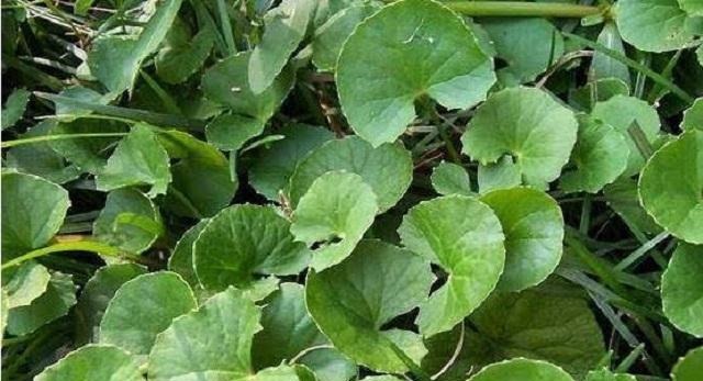 药草|乡下此药草，人称“解毒王”，可惜农民不识当它是野草，错过1宝