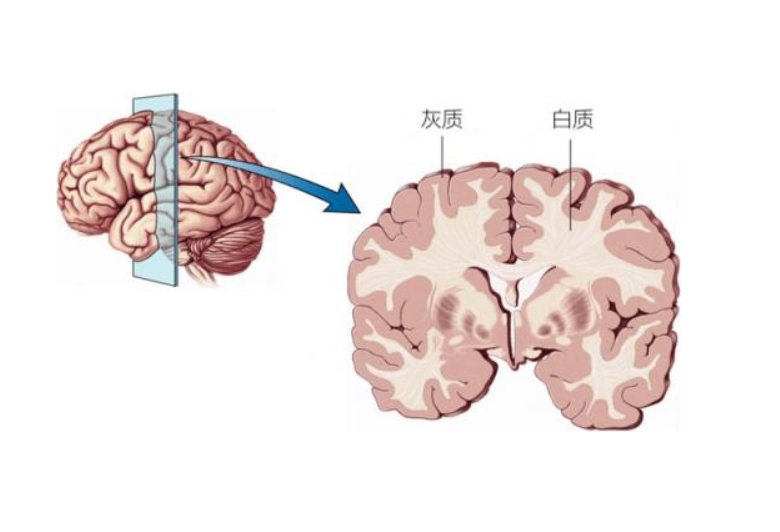 脑袋|孩子脑袋越大越聪明吗？若有两个方面刺激不到位，可能也是白搭