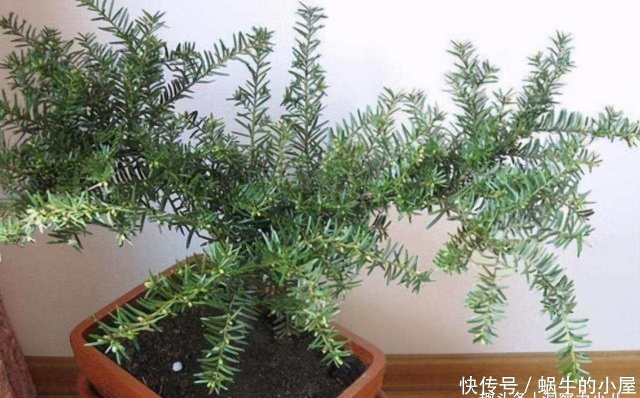 “熊猫”植物红豆杉，价值高价格贵，家里栽一株，美观又大气