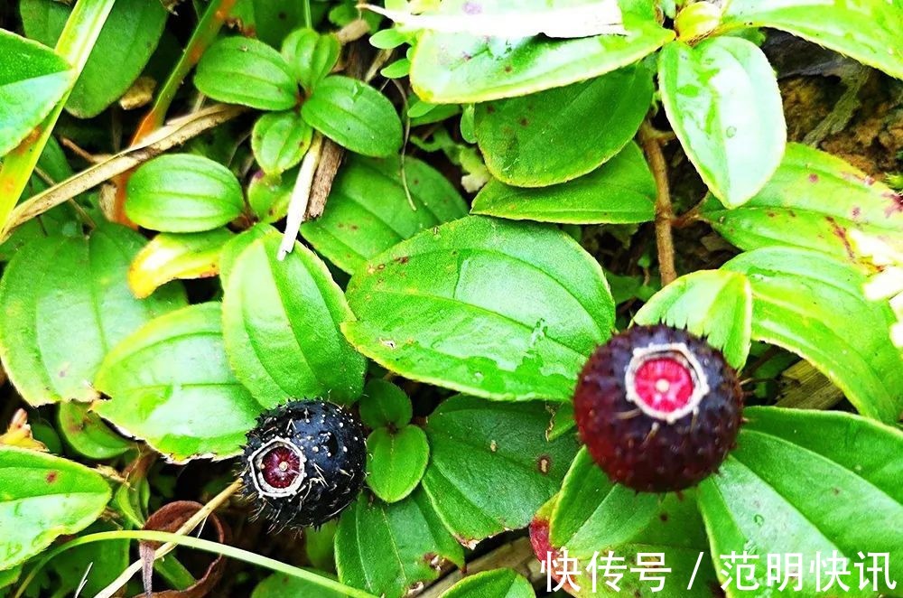 果汁|浑身是刺,吃了舌头会变黑,却是高钙野果,如今市场30元一斤