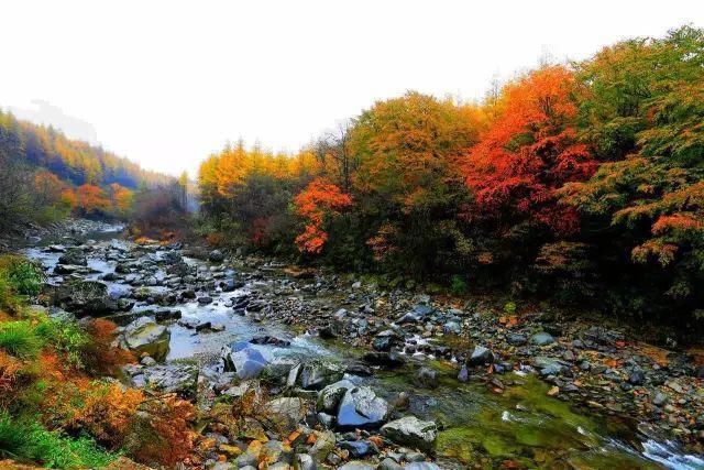 11月错过了亚洲最大红叶区，就相当于错过了整个秋天