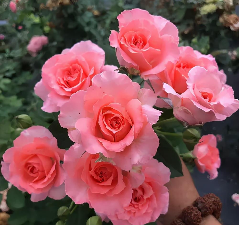 月季花|养了十年月季,总结出6个经典月季,盆栽地栽都好养,花朵满枝头