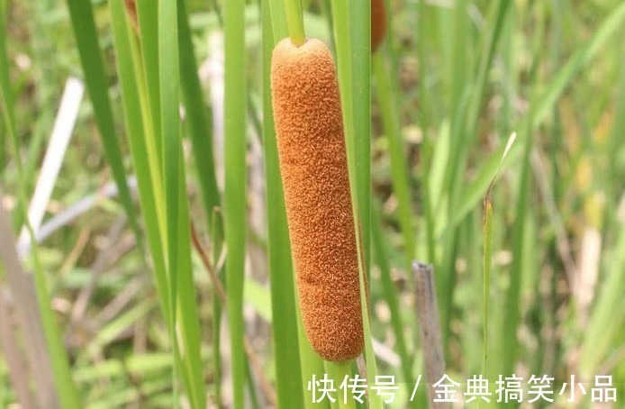 野草|农村一种野草,果实酷似香肠,水下藏着美味,营养也十分丰富