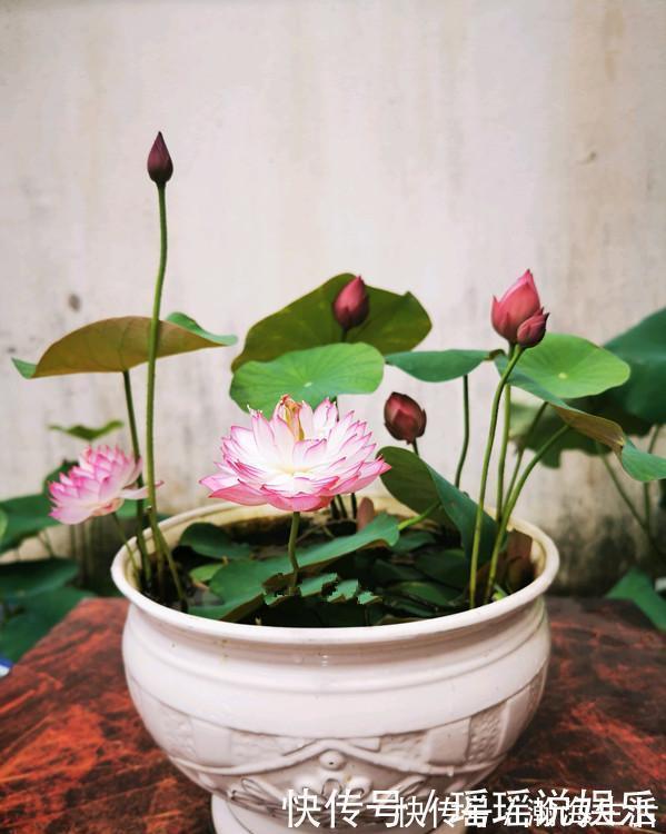 能养阳台上养的荷花,有个碗就行,种植容易,开花超美,值得拥有