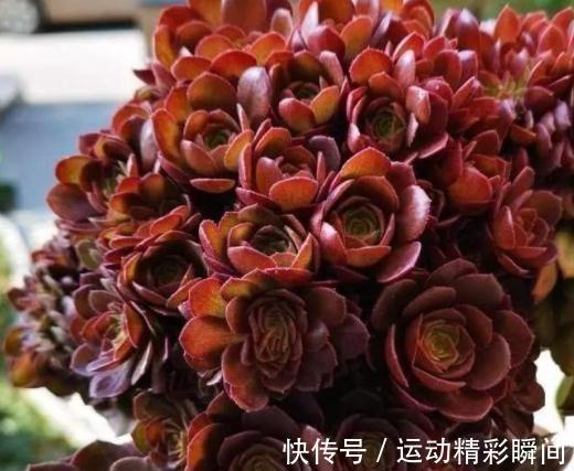 万圣节法师|养多肉这些法师一定要养,便宜又好看,关键是新手也能养出状态