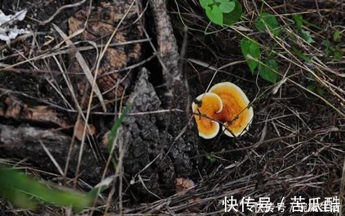 当归|中医：它是黄芪的“铁搭档”，坚持泡水喝一周，“肝”会感激你