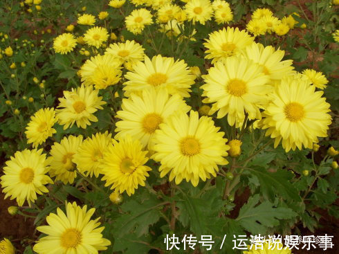 金银花|2种野花,若你有幸在山上遇见,赶紧采摘带回家,晒干泡水好处多