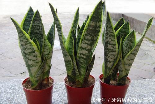 花花|卧室养花选它，人养花花也养人，空气清新改善睡眠，值得拥有！