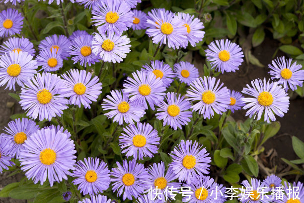 此花花开时光彩夺目,寓意着请相信我,让人有十足的安全感!