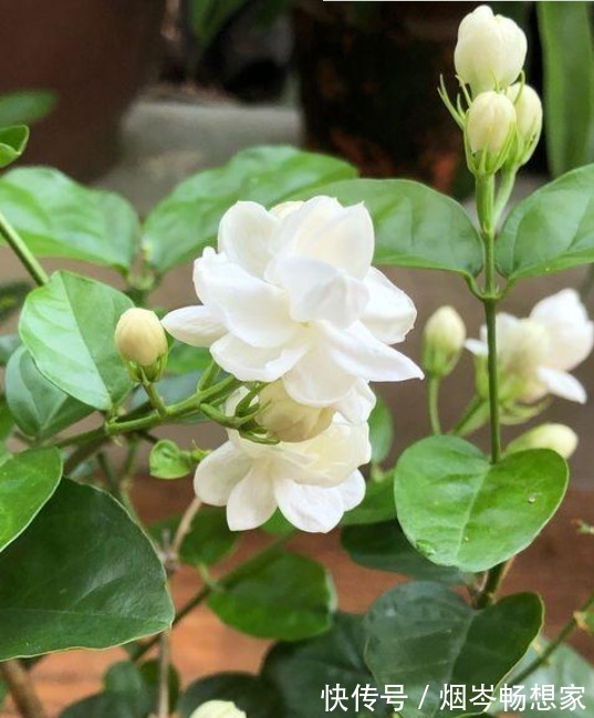 最受欢迎的“5种花”，好养又漂亮，开花还特漂亮，新手也养得好