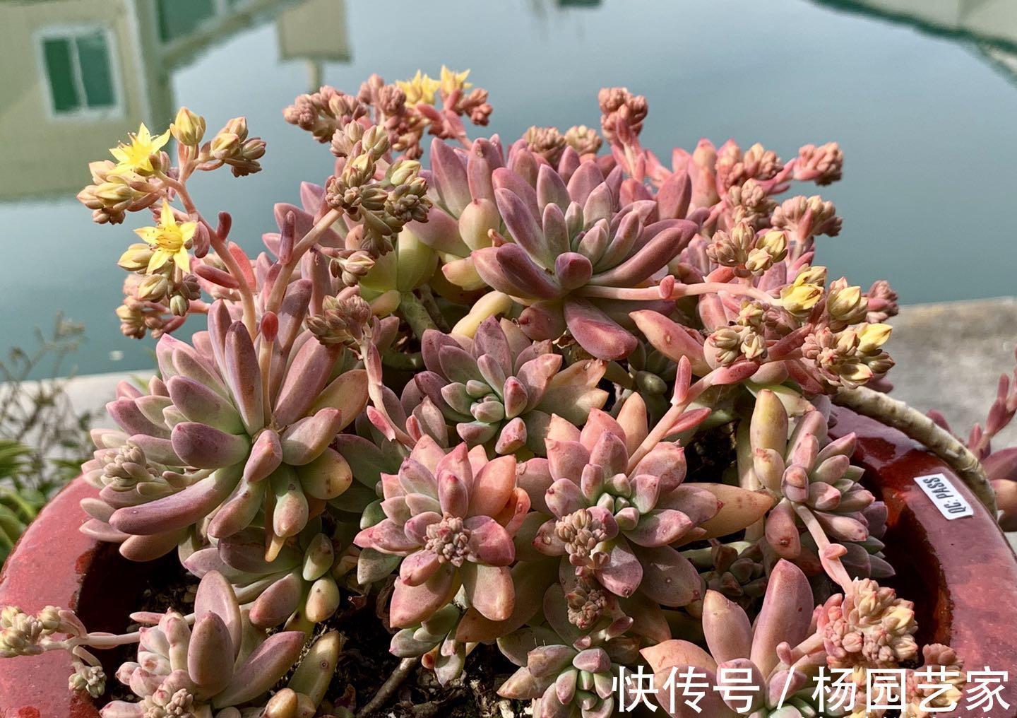 多肉冬美人跟秋丽比高低?冬美人皮实更胜一筹,秋丽颜值略胜一分