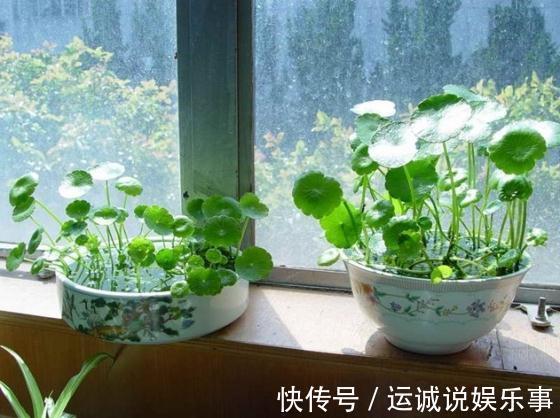 栽种|4种名字带“财意”的植物,是吉祥的观赏花,家里有空建议养一盆