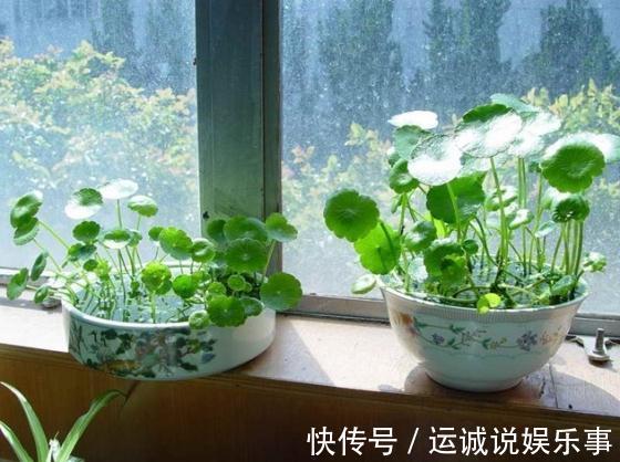 栽种|4种名字带“财意”的植物，是吉祥的观赏花，家里有空建议养一盆