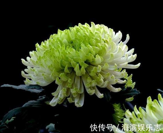 养“菊”不用多，“一盆”就足够，花朵大又艳，一年到头都爆花