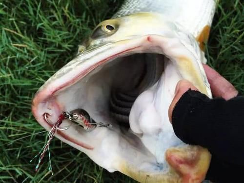 人称|人称“水中老虎”,鱼中的害群之马,肉质鲜美,5000块只能买90斤