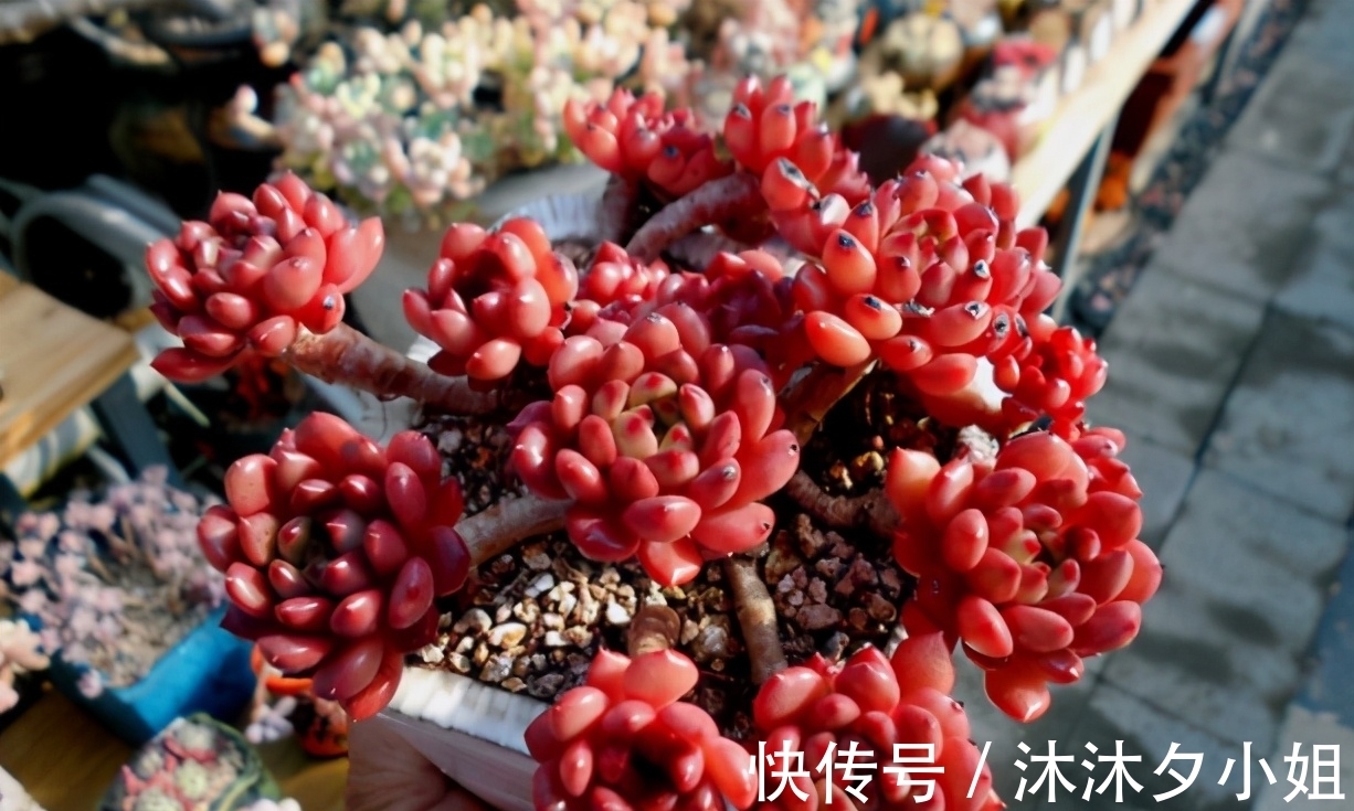 多肉老桩根系长满不想换盆?教你一招“断根法”,两个月长满新根