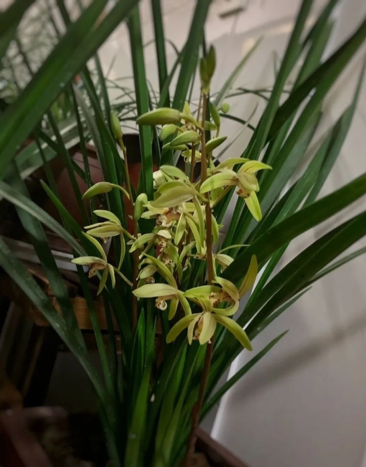 这花比绿萝好养,疯狂开花,花色五彩斑斓,想不爆盆都难