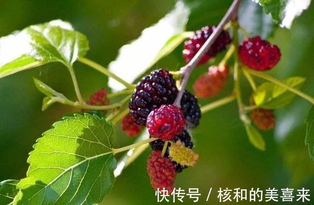 玉楸药解|本草精荟：桑树四药：桑叶、桑枝、桑椹、桑白皮