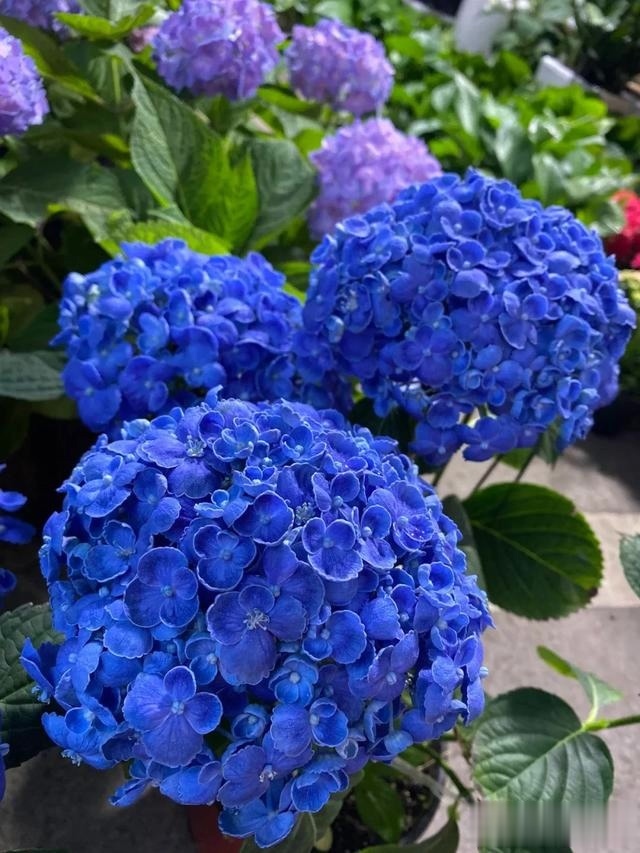 圆滚滚的绣球，瀑布般的花墙，这届花友也太会种花了吧