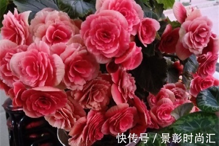 太阳光|养花试试这几款,花期尽量减少太阳光照射,维持荫凉自然环境