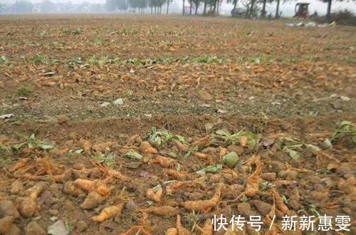 农民|根似人参,花朵很有趣,农民拿它酿酒,现远销海内外