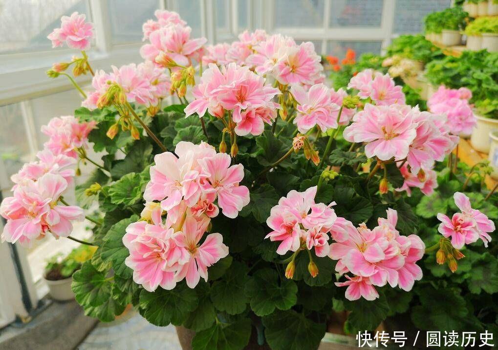 封闭阳台养啥花?天竺葵—“童话故事”,你值得拥有