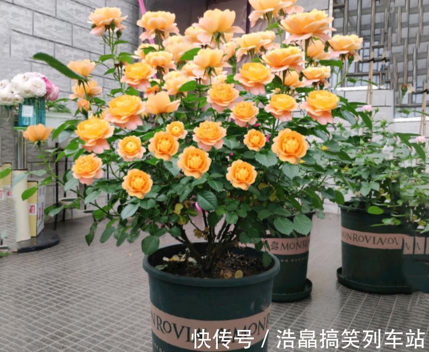 养花六年，4种花一直不舍得扔，我有喜欢它们的理由