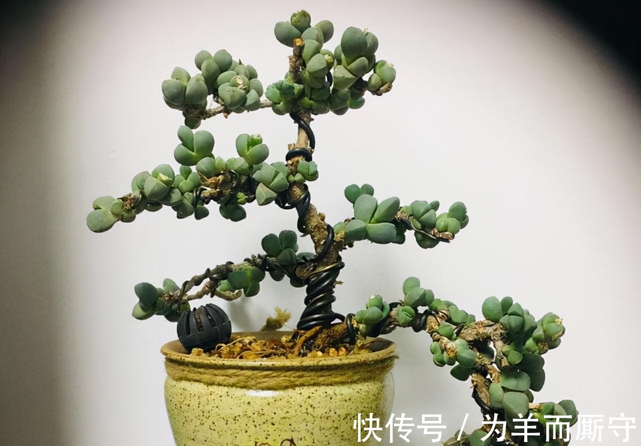 大普货多肉鹿角海棠,也能被养成盆景桩,看起来真漂亮,果断尝试