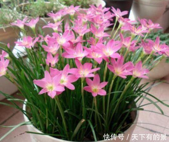 超漂亮的4种花，养上一盆，高端大气上档次