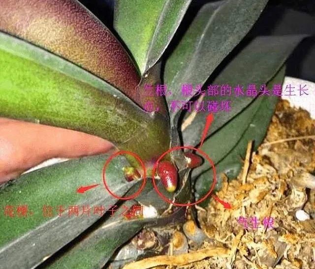 蝴蝶兰在家里怎么养？这些问题的解答来了！