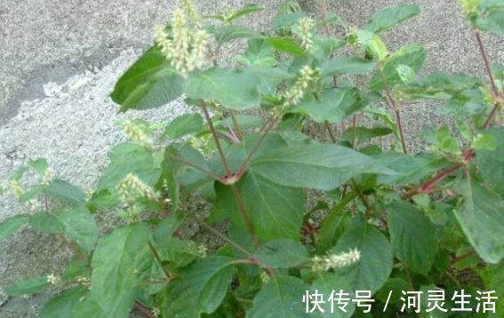 这是牛梗,号称根王,常在乡间墙边清理,可曾知其妙