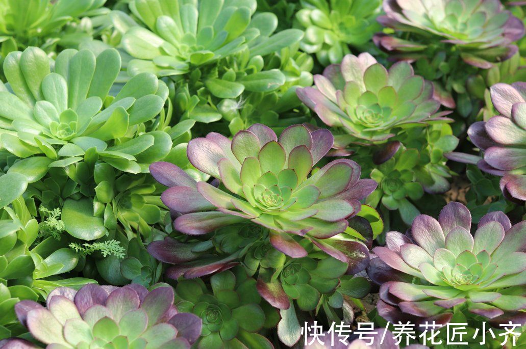 5种“漂亮花”喜冷凉环境,冬天也能“扦插”,成活率高,长势快