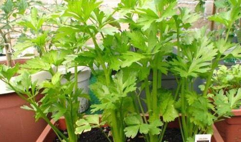 阳台怎么种盆栽芹菜秋季种刚好，1个种植窍门，长势旺收获多