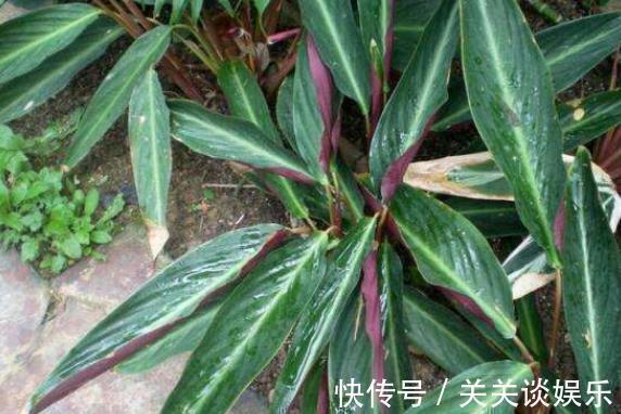 株形|此花株形优美，鲜艳的花色十分引人注目，寓意为转身的奇迹