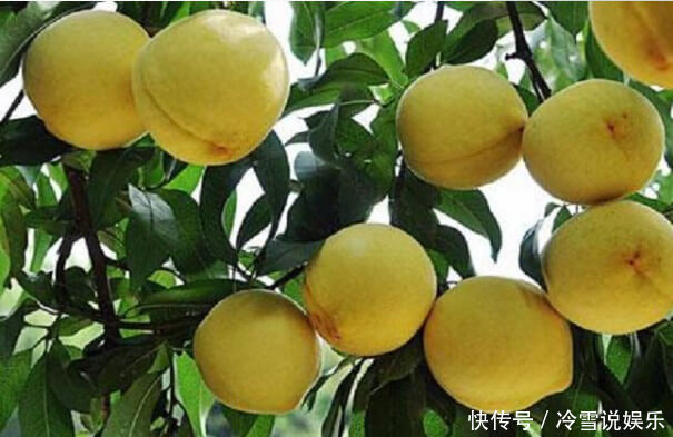 在家也能种“黄桃”,简单好养结果多,果子挂满树,又大又甜,值