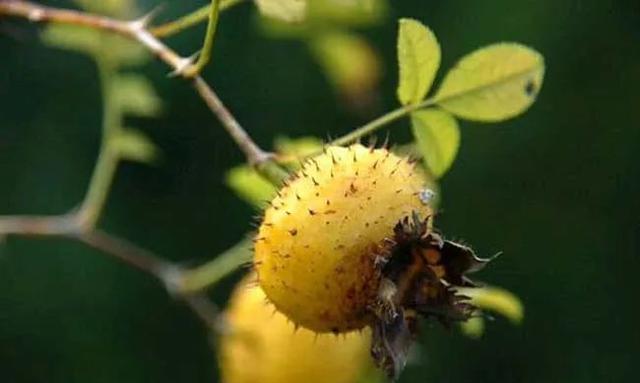 女性|秋季太冷女性减肥不想动弹,多吃减脂菜,有效减肥瘦身,身材苗条