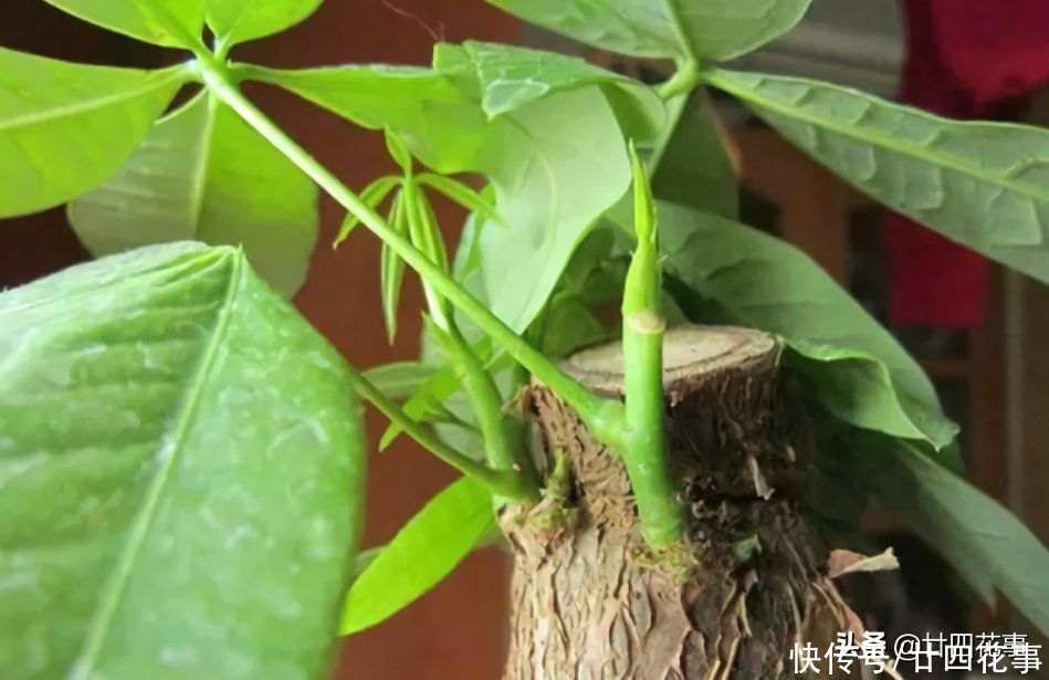 实用|发财树枝叶少不要急，用个小妙招，轻松“爆芽”，简单实用