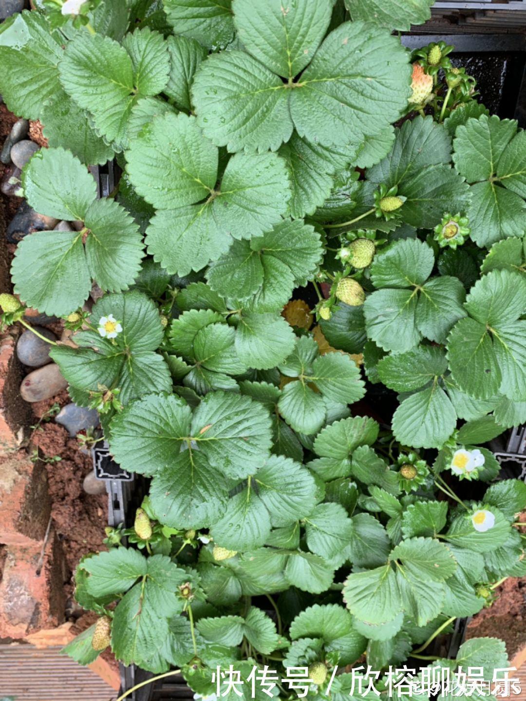 花花|大粗杆插土里,7天生根,当年结果压弯枝,不用买水果了!