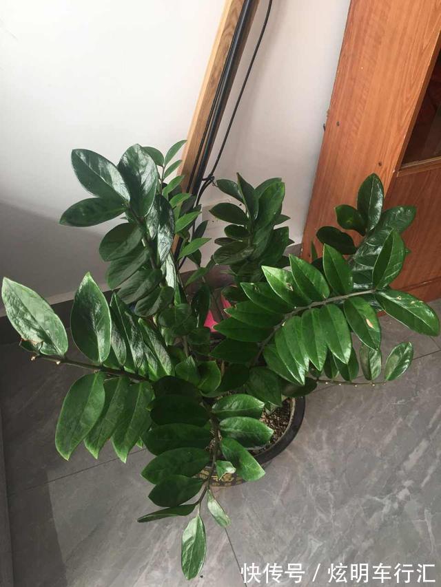 家里养上三种树,旺财旺人,你家养的吗?