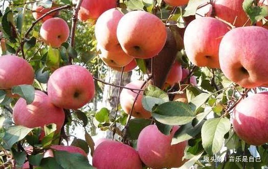 养肝护肝|女性到40岁,4种食物离不开,滋养皮肤,刮油甩脂,好吃又不贵